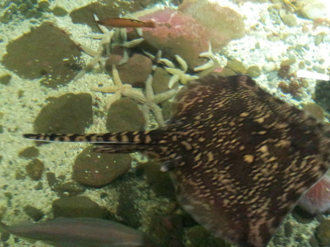 Ирина Дежан | Санкт-Петербург