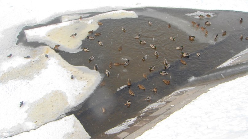 Эдгар Цыцора | Москва