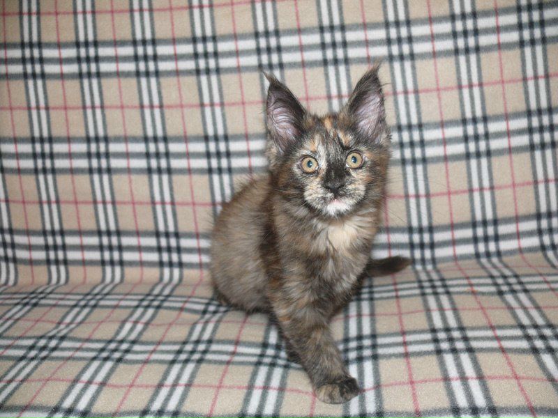 №25, Кирилл Яковлев, 31 год, Зеленоград №25, Кирилл Яковлев, 31 год, Зеленоград