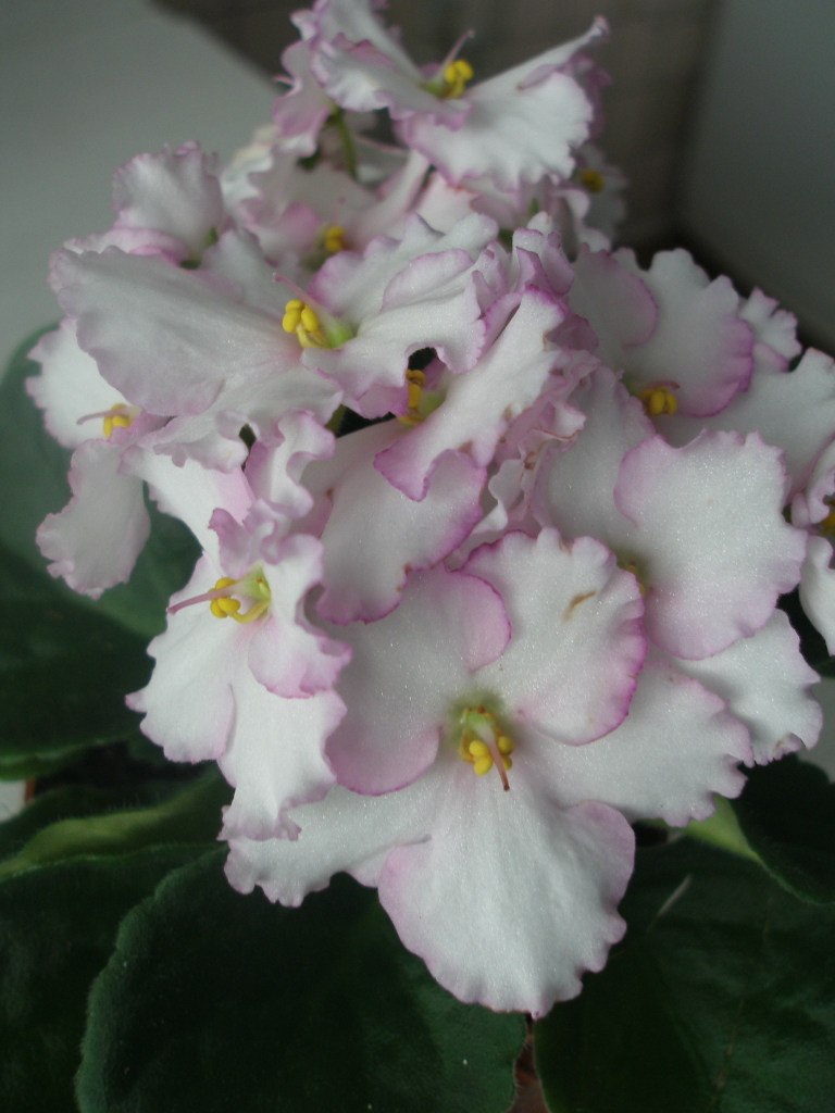 Алла Блум | Славутич