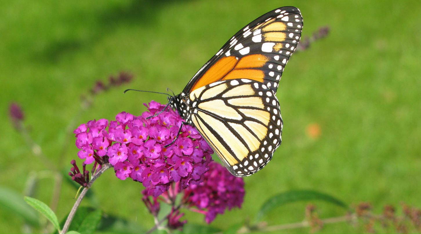 Nella Di | Road Town