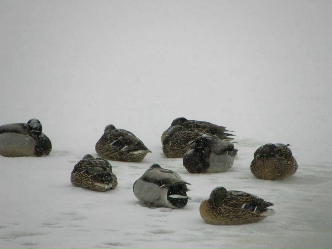 Виталик Линник | Белая Церковь