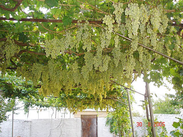 Nigyara Babadzhanova | 