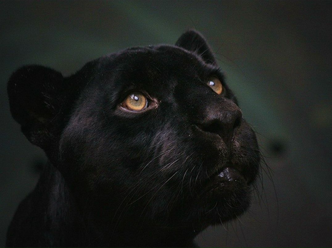 Галина Цонкан | Одесса