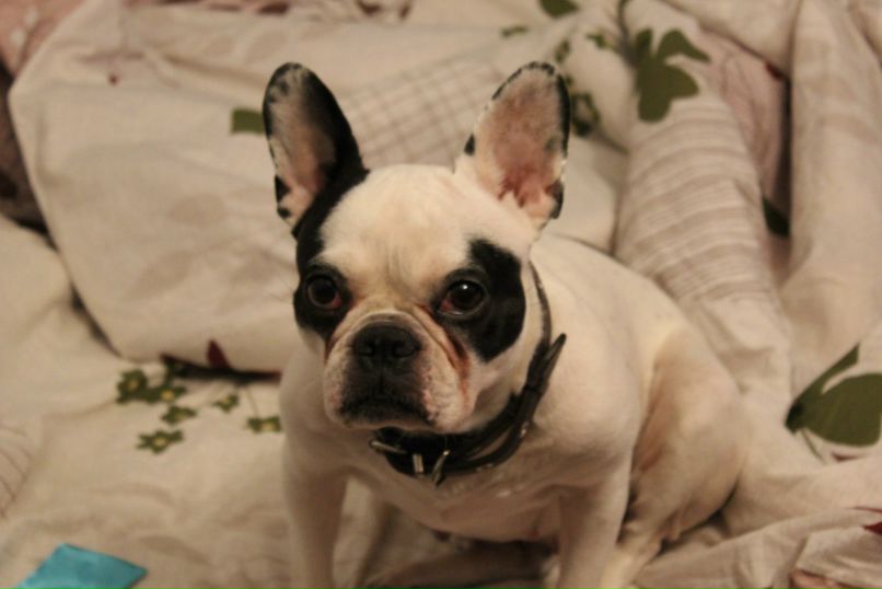 Никита Брага | Санкт-Петербург