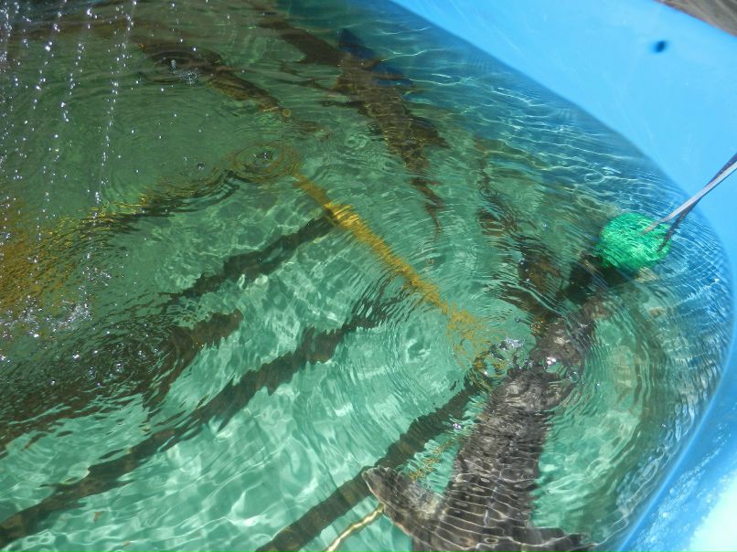 Виктория Хуторянская Niki | Хабаровск