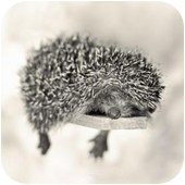 Виктория Михайлова | Санкт-Петербург