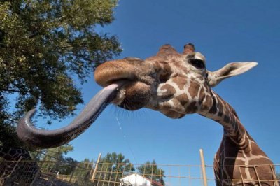 №1, Юлия Польская, Мелитополь №1, Юлия Польская, Мелитополь