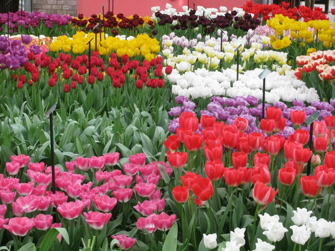 Светлана Антоновская | Санкт-Петербург