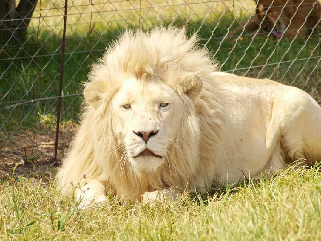 Игорь Хасапов | Vanderbijlpark