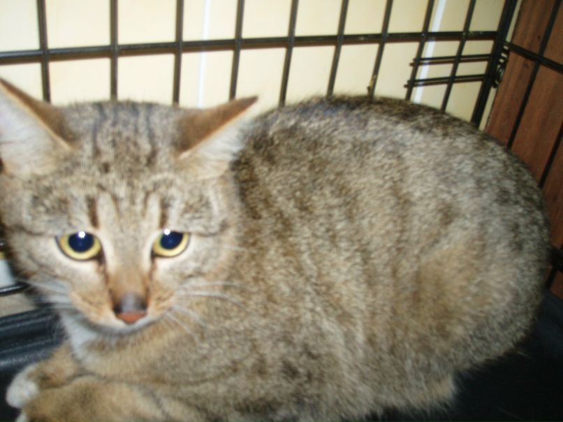 Анжелика Барановская Юрьевна | Вологда