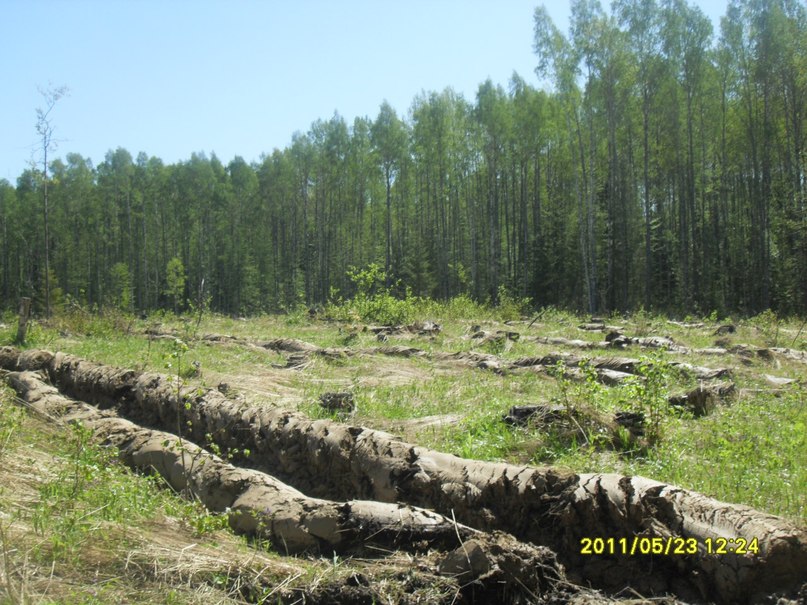 Николай Васин | Пошехонье