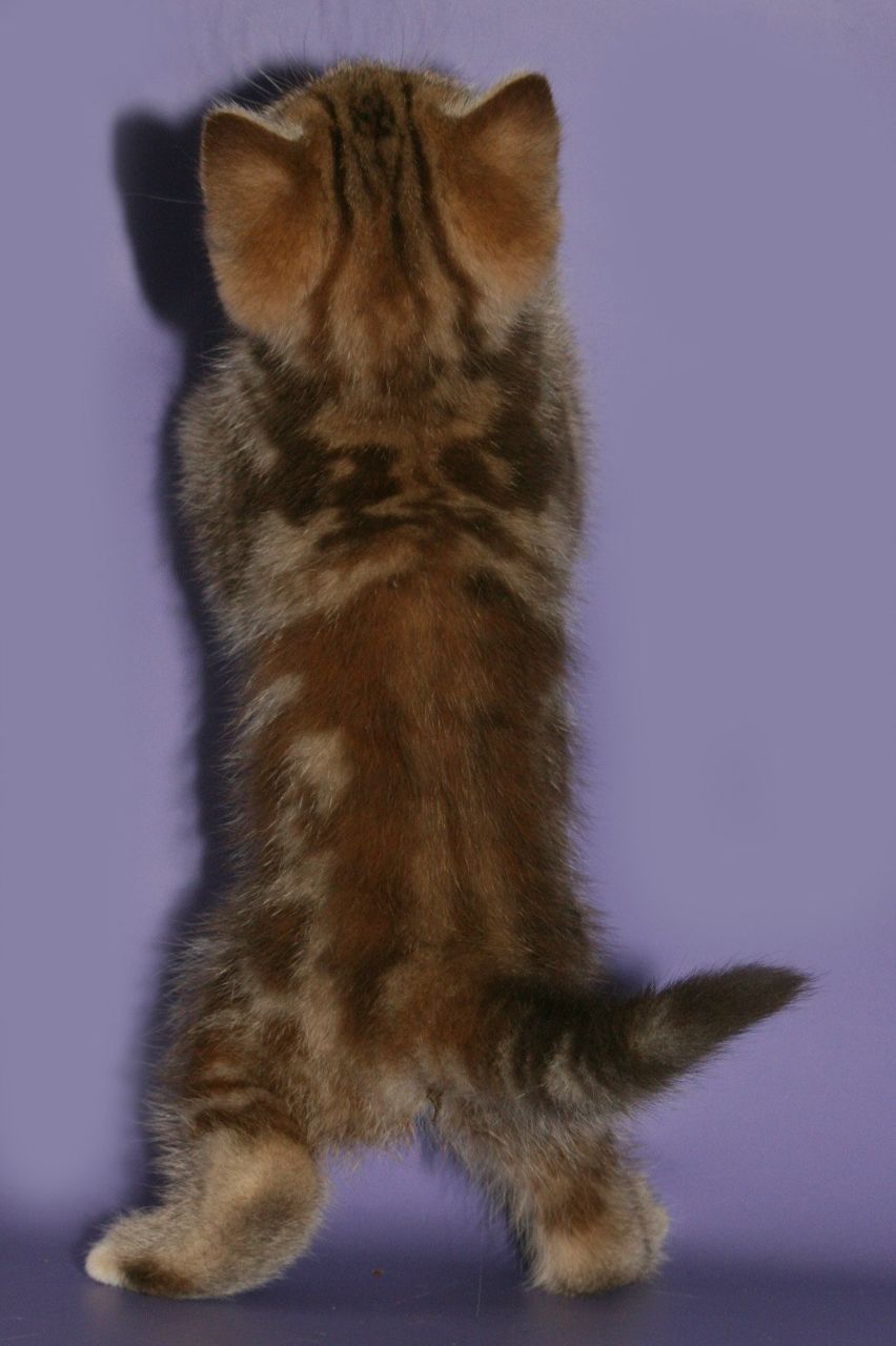 Kamilla Yakovleva | Санкт-Петербург