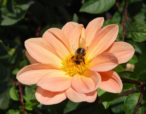 Саша Вакулов | Донецк