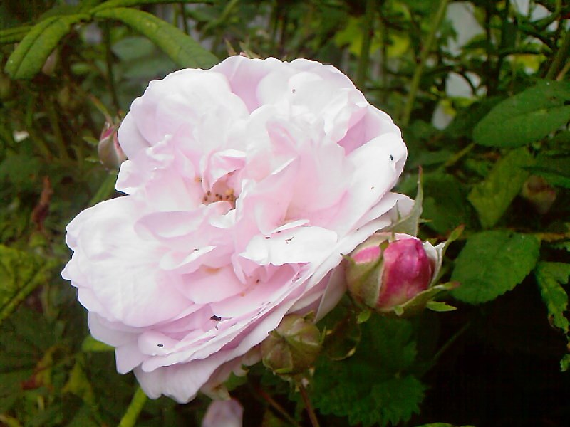 Марина Чепель-Жовтовська | Житомир