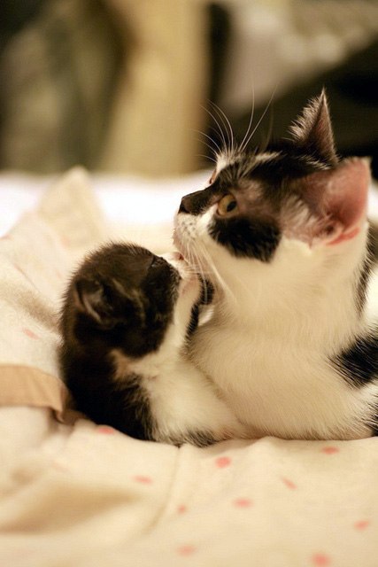 Ольга Чернецкая | Таврийск