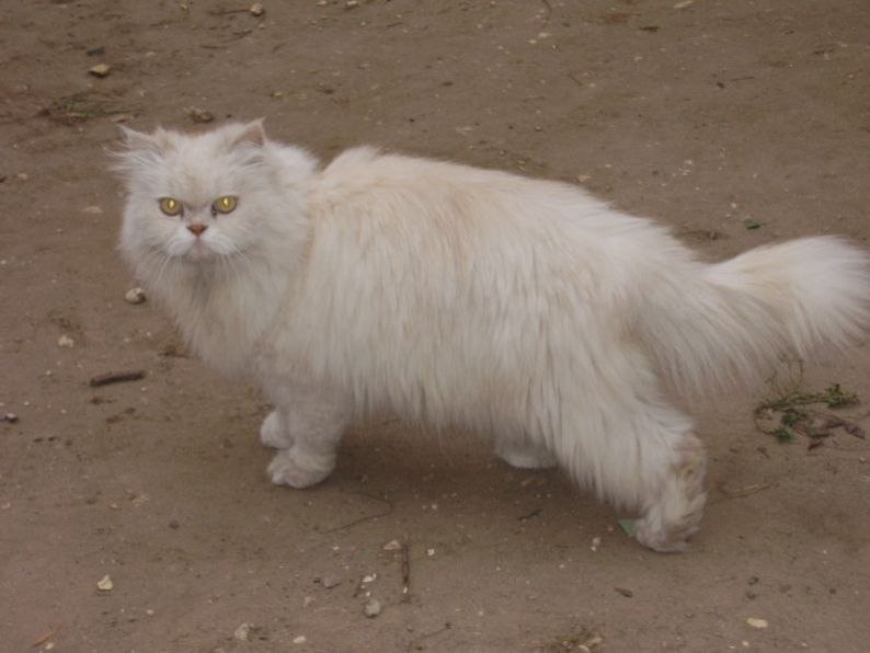 Дмитрий Гриценко Lestatik | Красноярск