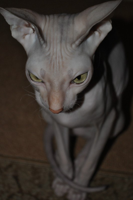 Александр Мезников | Воркута