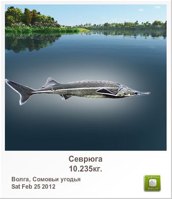 Шамиль Гарипов | 