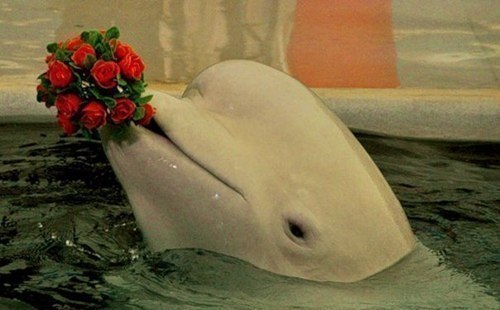 №33, Алёна Тимошкова, 32 года №33, Алёна Тимошкова, 32 года