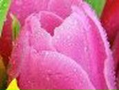 Дарья Беркутова | 