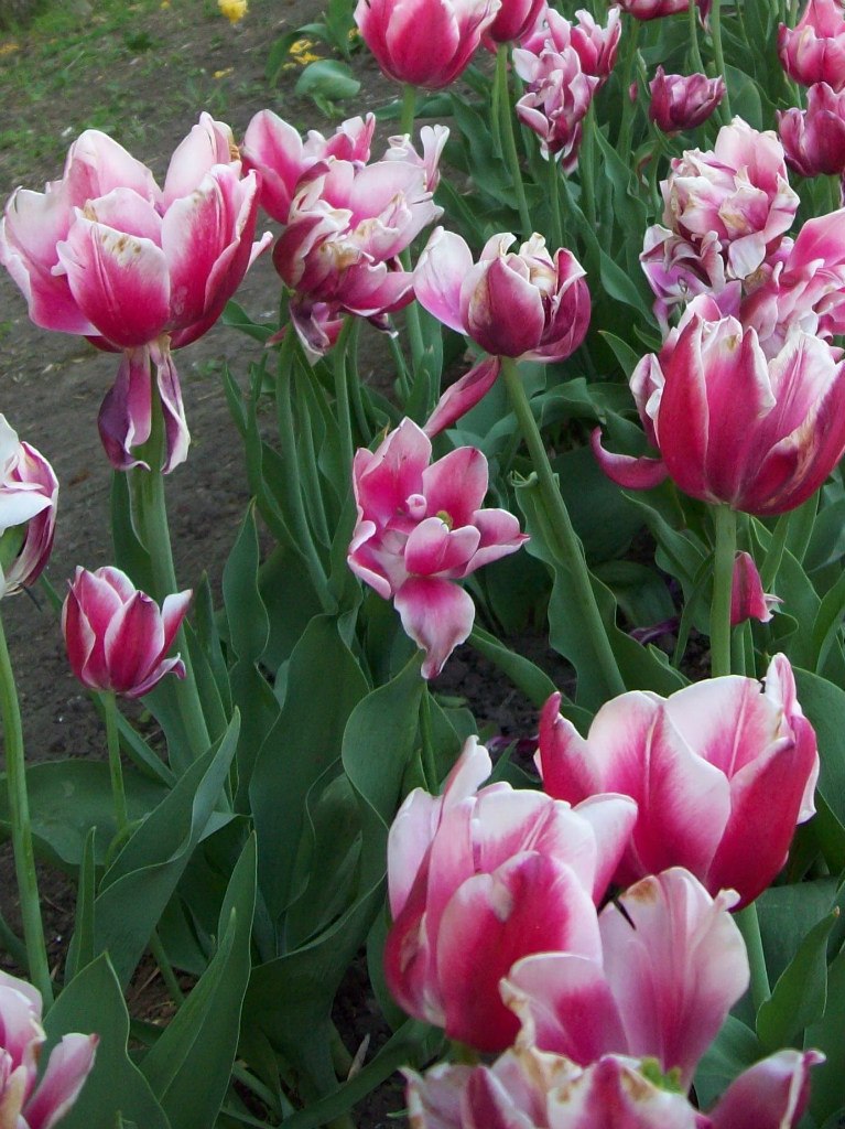 Янина Литвин | Кропивницкий / Кировоград