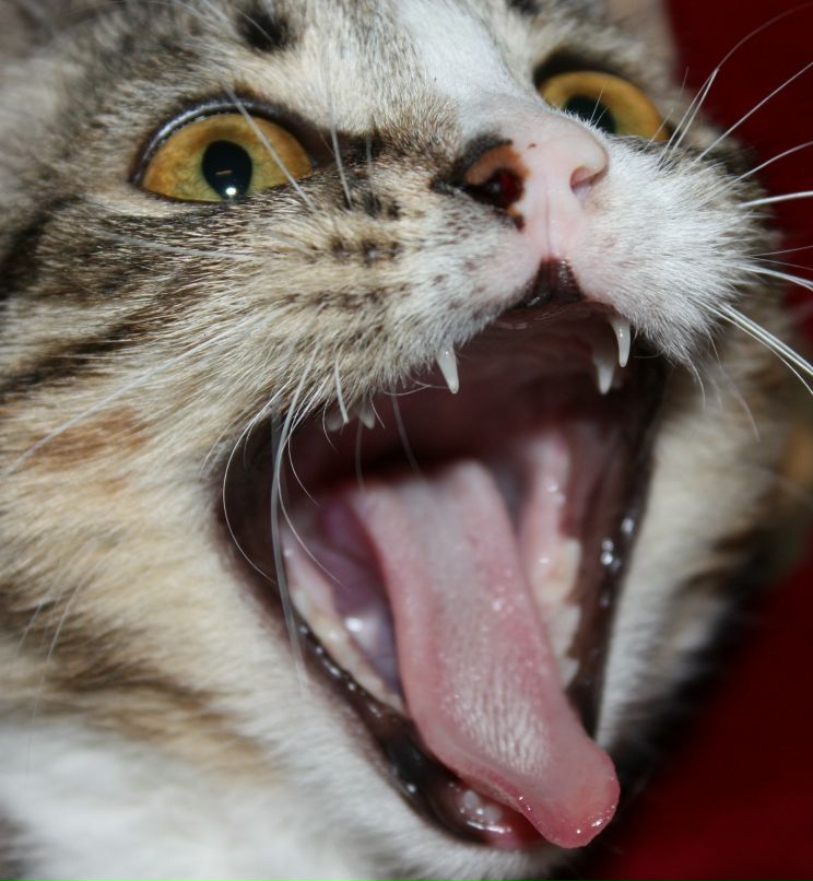 Олег Шайбаков | Курск