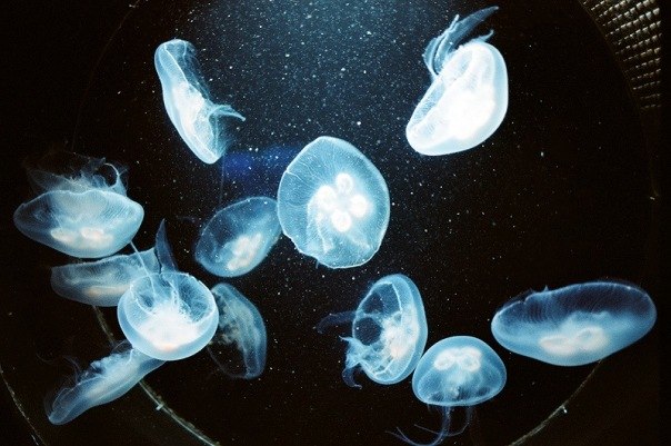 Mariya Fominova | Киев