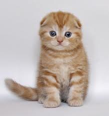 Оля Самохина | Москва