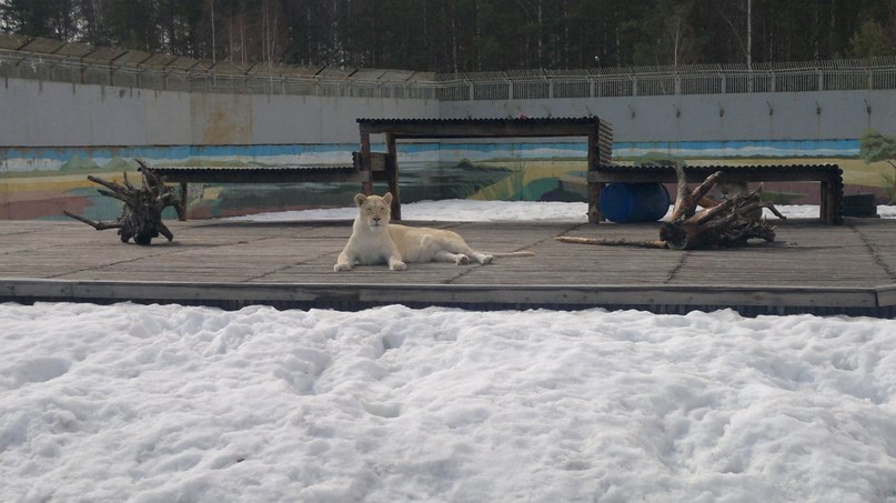 Светлана Рыбникова-Мальцева | Вологда