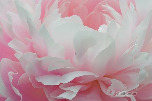 №86, Елена Каджаева, Санкт-Петербург №86, Елена Каджаева, Санкт-Петербург