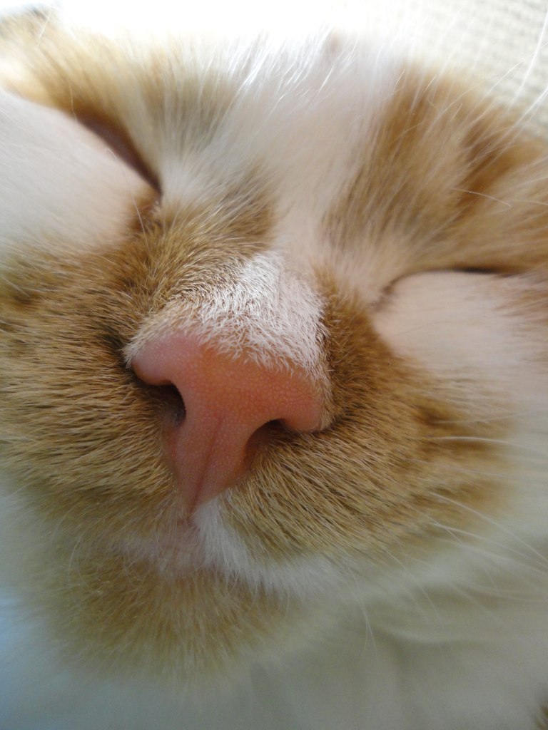 Юлія Міхневич Світана | Киев