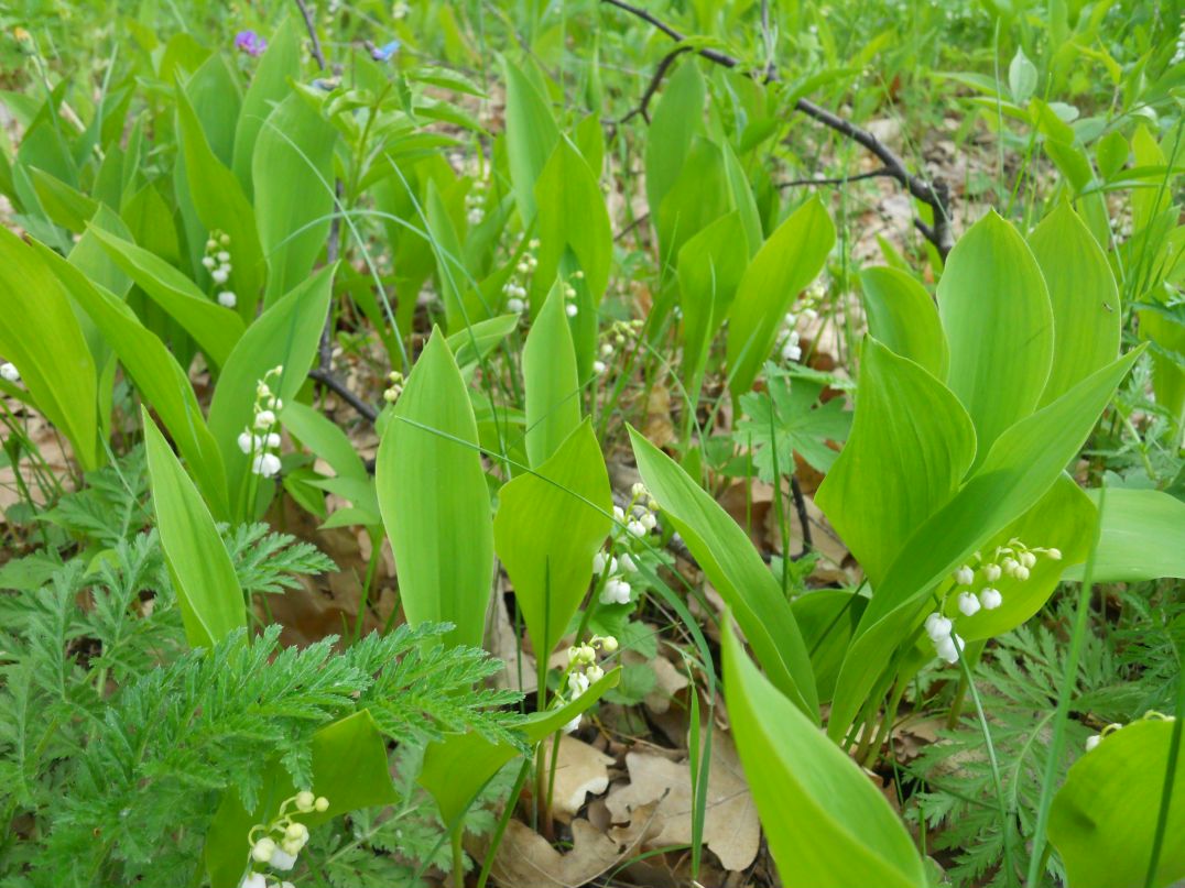 Алина Карамова | 