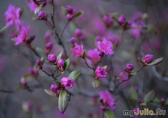 Анна Пушницкая | Санкт-Петербург