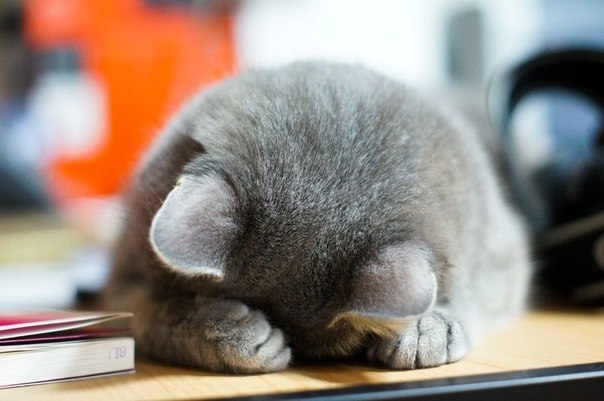 Мария Миллиард | Тверь