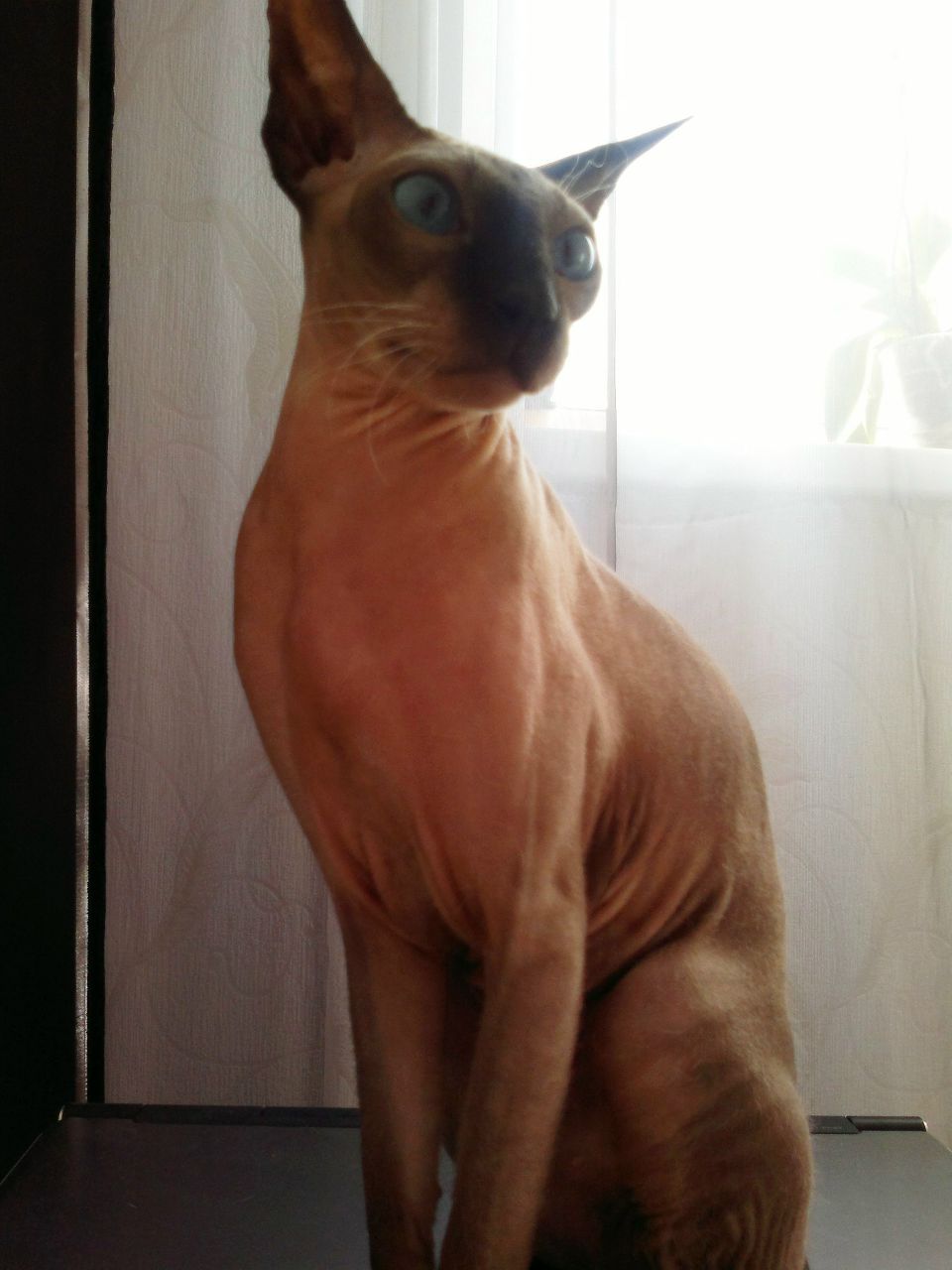 Мария Городницкая MISS | Чита