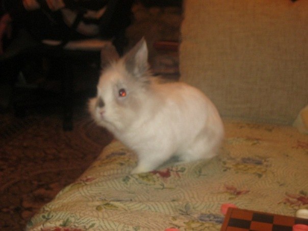 Димка Цыпанов | Днепр (Днепропетровск)