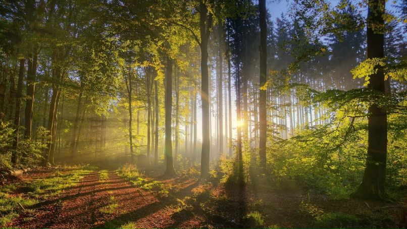 Михаил Нейкович | 