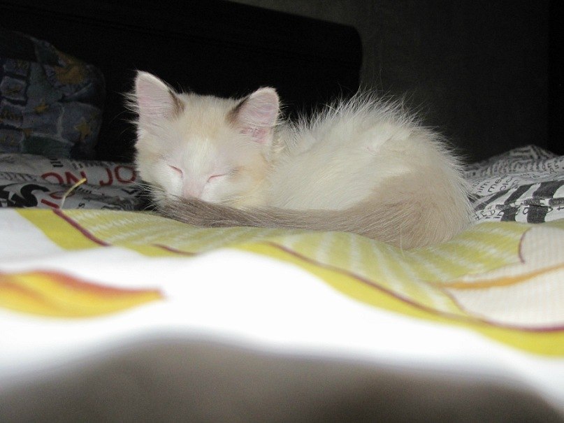 Светлана Мансурова | Красноярск