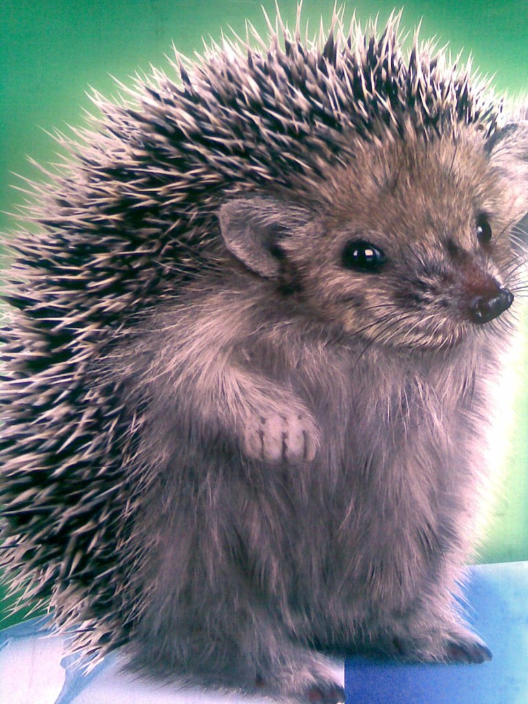 Елизавета Василенко | Ростов-на-Дону