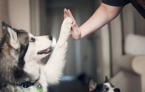 Кира Соколова | Sydney