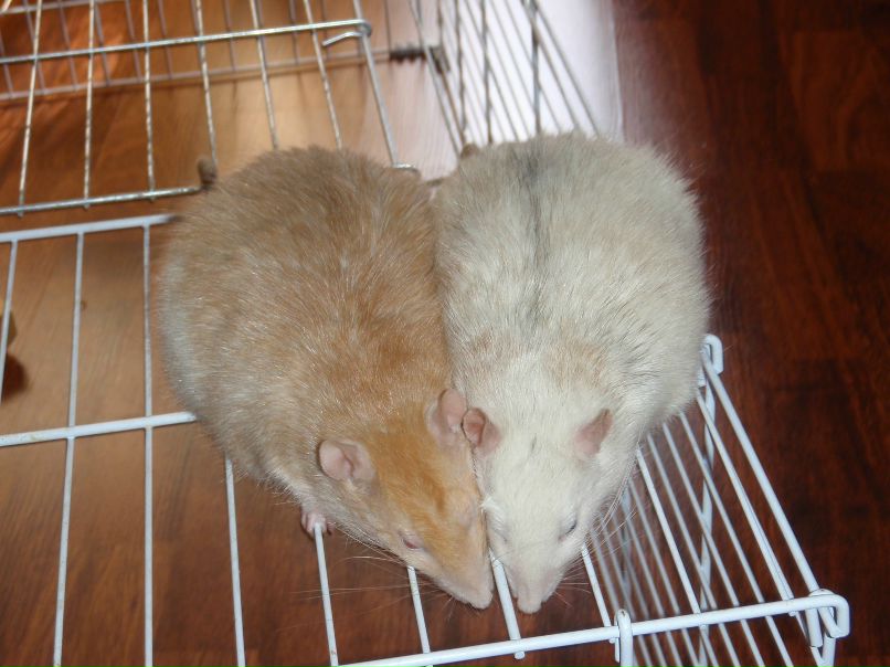 Ирина Росвалл | Kotka