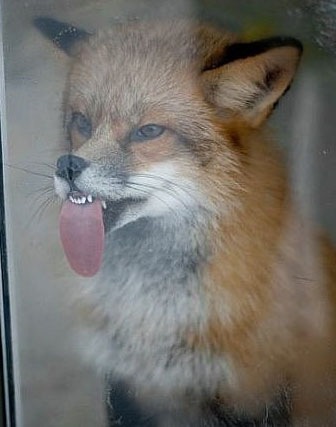 №173, Светлана Каменева, 34 года, Кемерово №173, Светлана Каменева, 34 года, Кемерово