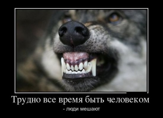 Игорь Мезенов | Волгоград