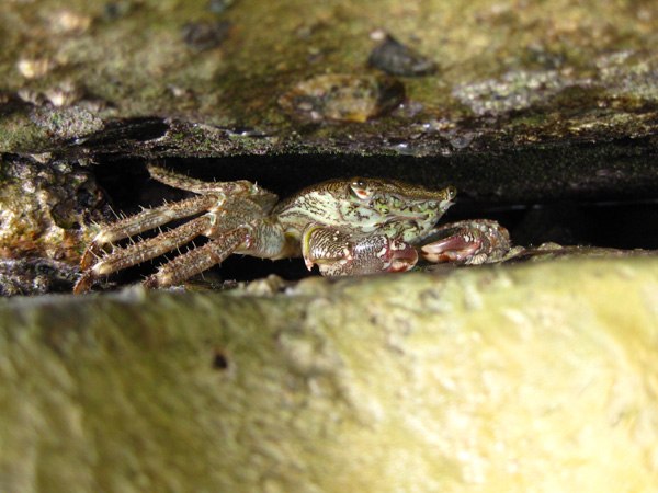 Уляна Цапек | Inđija