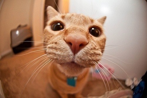 Ольга Савенкова 