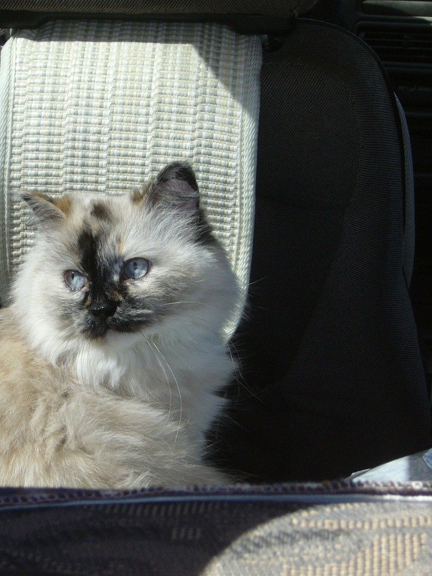 Наталья Викторова | Крестцы