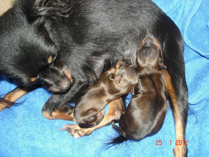 Светлана Самохвалова(Мелехина) | Санкт-Петербург