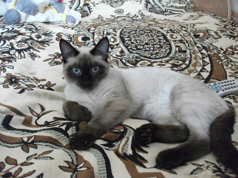 Роман Рамазанов | Красноярск