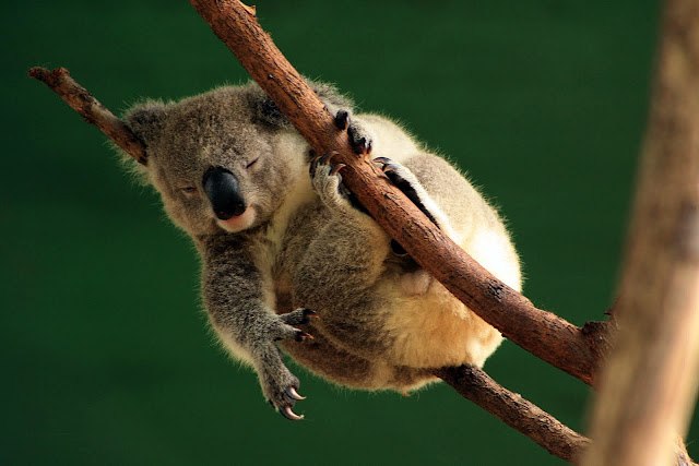 Алексей Антоневич | Петрозаводск